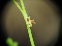 Ranunculus sessiliflorus