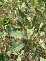 Thermopsis divaricarpa