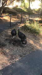 Meleagris gallopavo