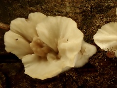 Cymatoderma dendriticum