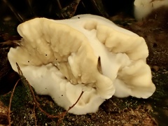 Cymatoderma dendriticum