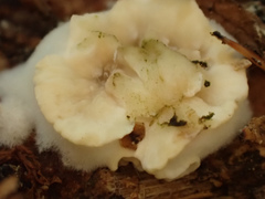 Cymatoderma dendriticum