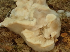 Cymatoderma dendriticum