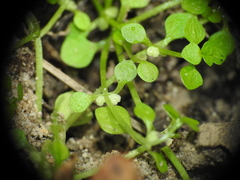 Callitriche muelleri