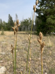 Carex xerantica
