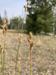 Carex xerantica