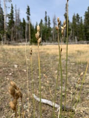 Carex xerantica