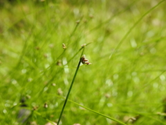 Isolepis inundata