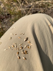 Carex xerantica