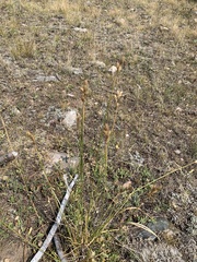 Carex xerantica