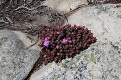 Esterhuysenia inclaudens