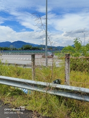 Sesbania cannabina