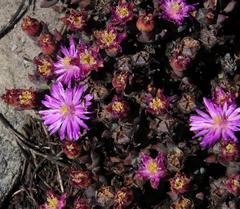 Esterhuysenia inclaudens