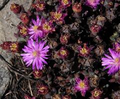 Esterhuysenia inclaudens