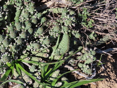 Euphorbia inermis