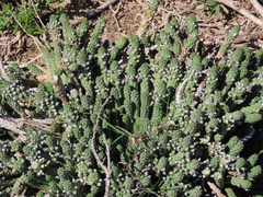 Euphorbia inermis
