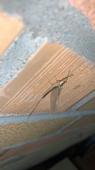 Pentagenia vittigera