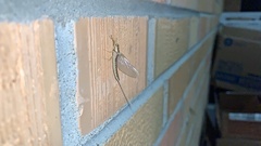 Pentagenia vittigera