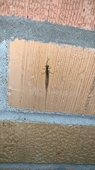 Pentagenia vittigera