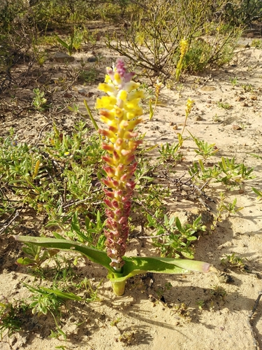 Lachenalia pallida