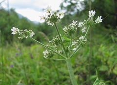 Heracleum chorodanum