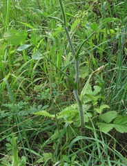 Heracleum chorodanum