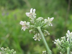 Heracleum chorodanum
