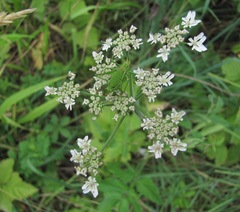 Heracleum chorodanum