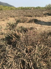 Tecticornia indica