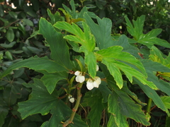 Bégonia À Feuilles D'aconit (Begonia aconitifolia)