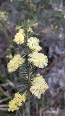 Acacia verticillata verticillata