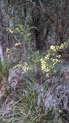 Acacia verticillata verticillata