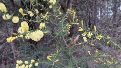 Acacia verticillata verticillata