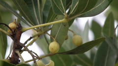Sterculia alexandri