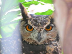 Bubo capensis capensis