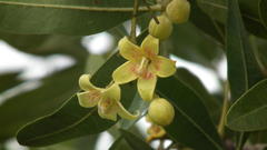 Sterculia alexandri