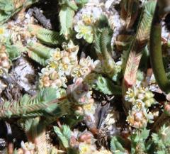 Psammotropha quadrangularis