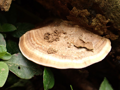 Trametes orientalis