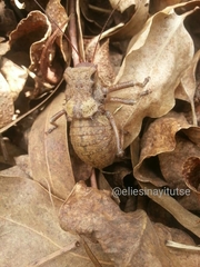 Enyaliopsis
