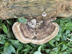 Trametes orientalis