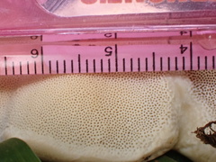 Trametes orientalis