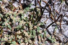 Psammotropha quadrangularis