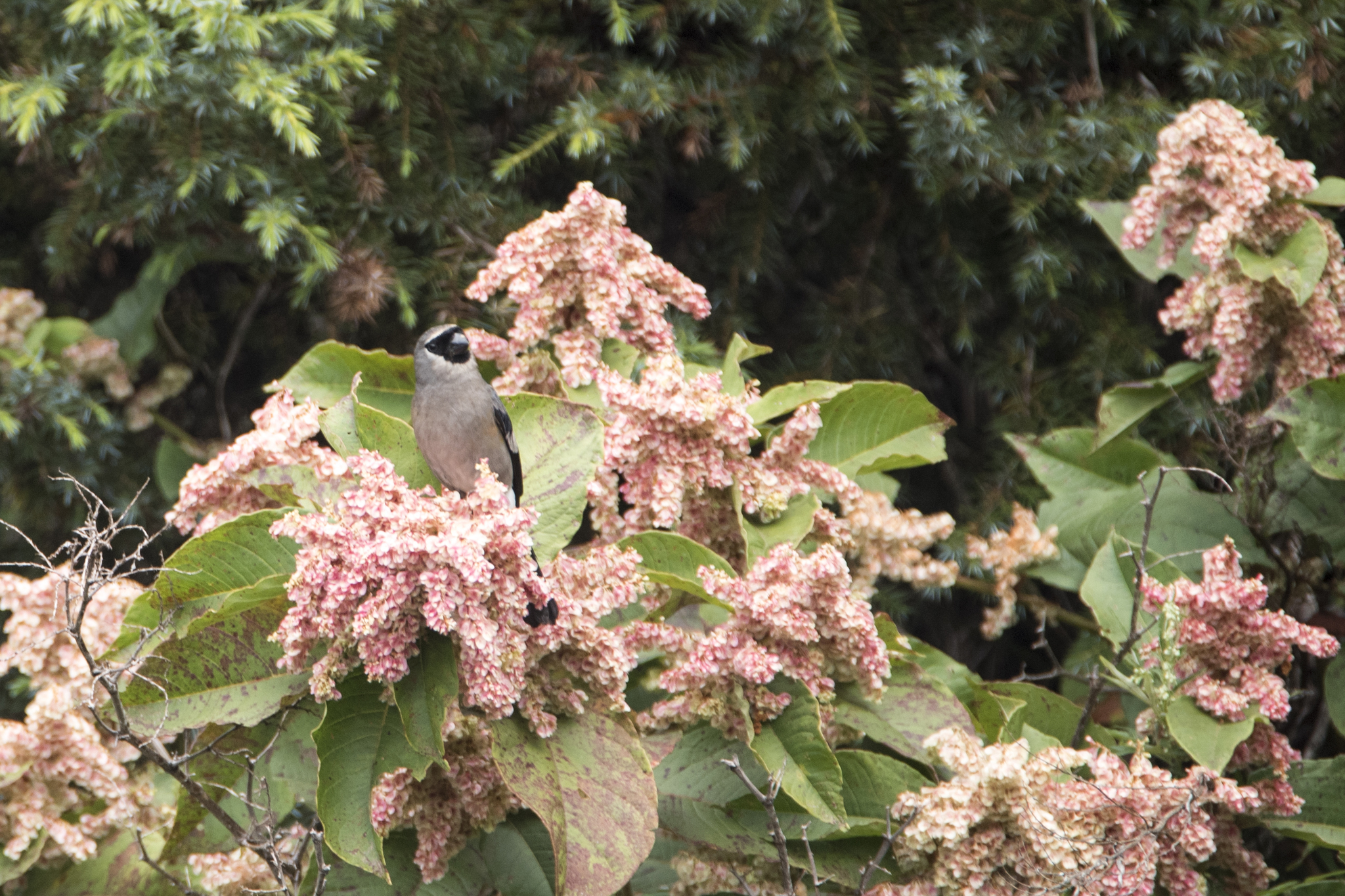 Taiwan Bullfinch illustration
