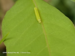 Appias libythea olferna
