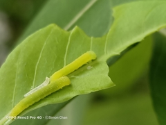 Appias libythea olferna