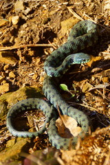 Natrix helvetica sicula
