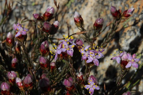 Mountain Stripper (Lachnaea montana)