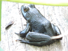 Lithobates catesbeianus