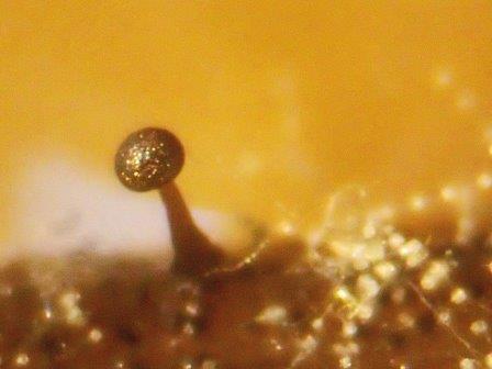 Didymium phloiogenum