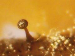 Protophysarum phloiogenum